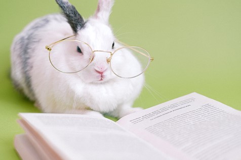Photograph of a white rabbit wearing gold glasses and reading from a book