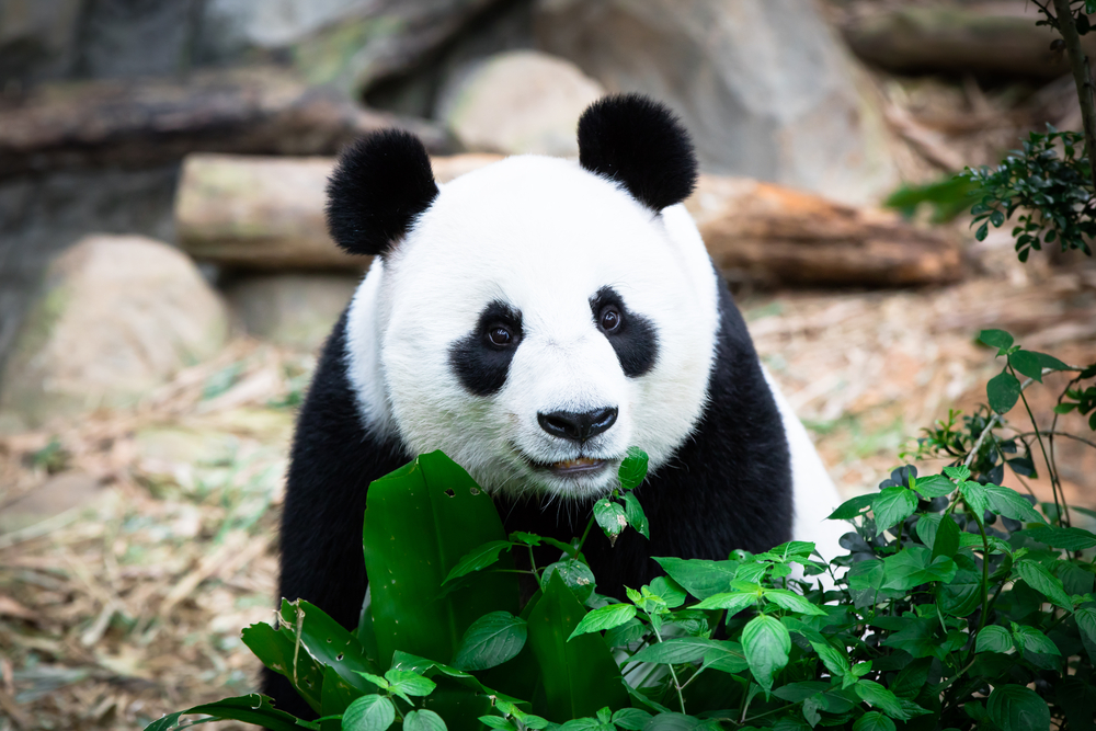 Photograph of panda with green leaves at Edinburgh Zoo exhibit