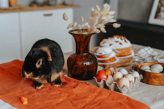 Photograph of a black bunny on a table next to orange decorated easter eggs and cake