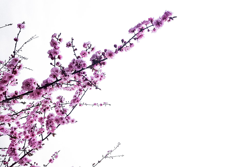 Photograph of pink blossoms on tree branches against a white background