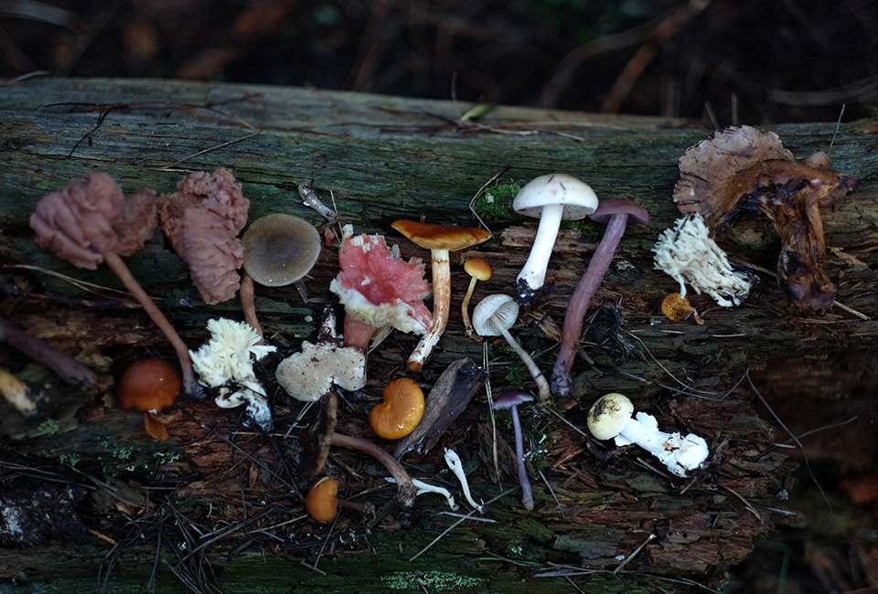 Photograph of wild mushrooms growing underneath a log in the woods