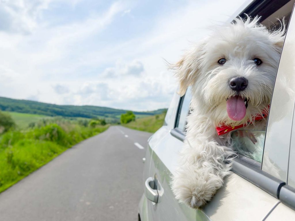 White dog with its head out of the window of a silver car in the countryside road
