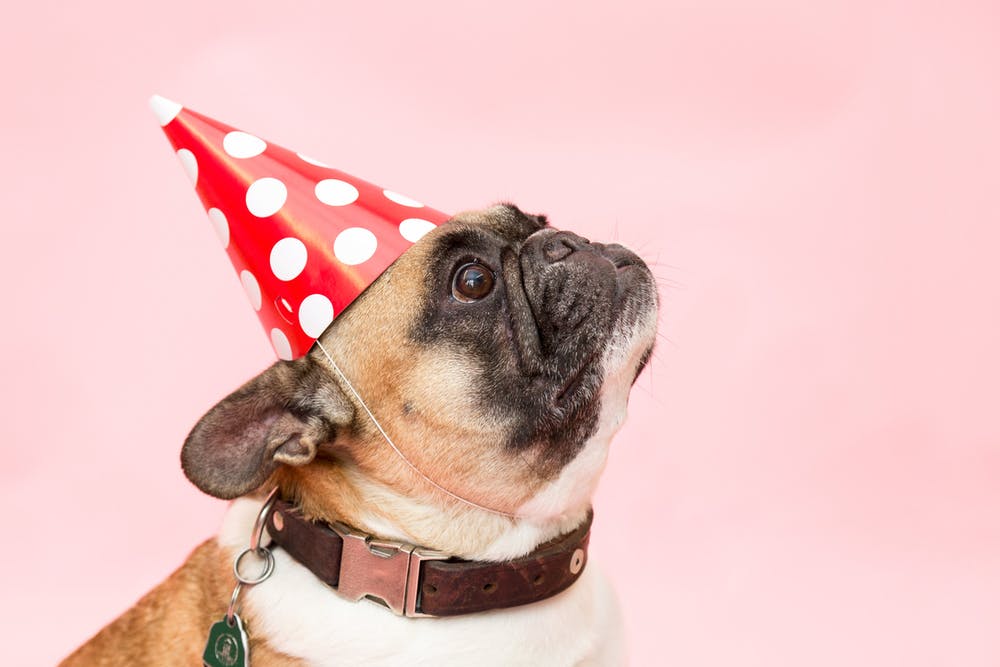 A loving pug wearing a party hat to celebrate International Dog Day.