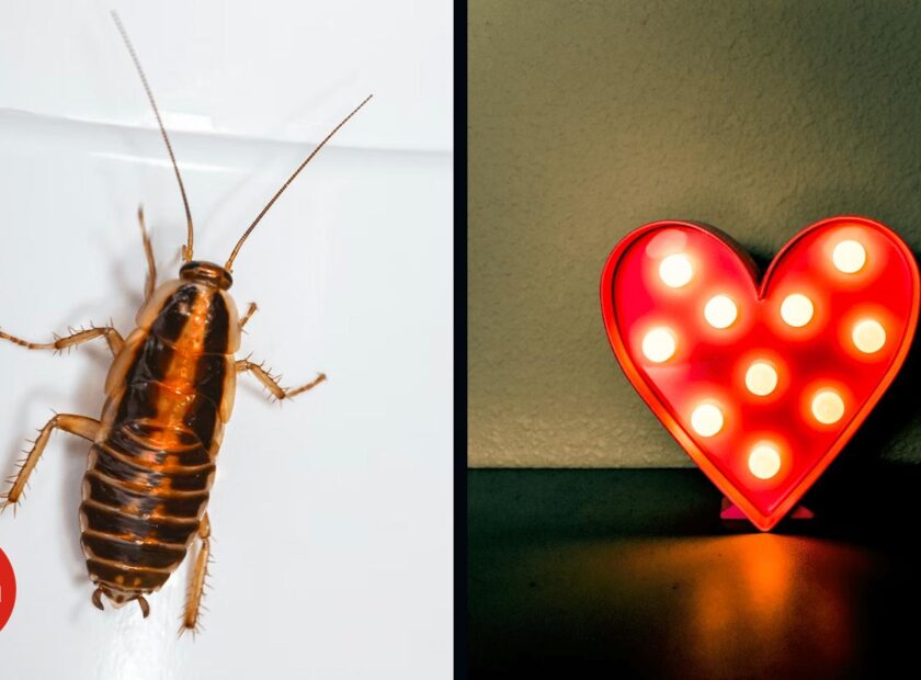 <strong>A Zoo Will Let You Name a Cockroach After Your Ex for Valentine’s Day</strong> - 